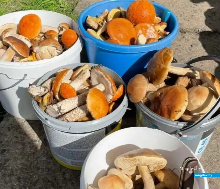 Красавчики-красноголовики семьи Ералович из Бобруйска.