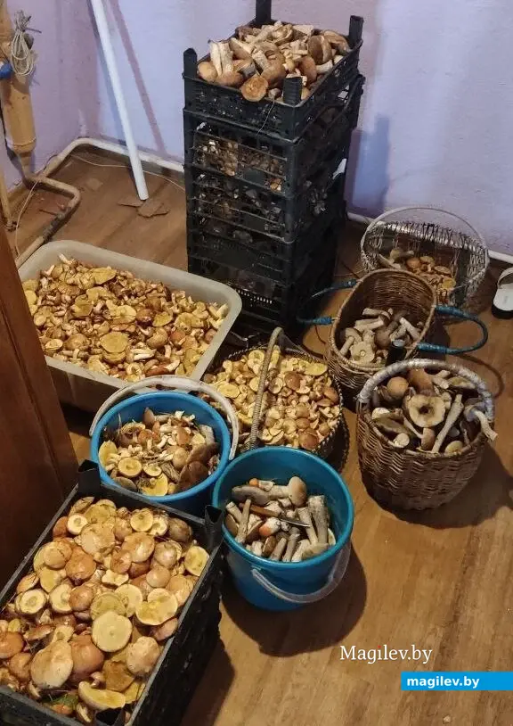 Завидный улов Дмитрия Бондаренко из Бобруйска.