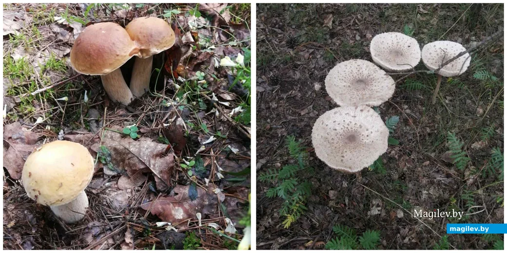 Фото Дмитрия Бондаренко из Бобруйска.