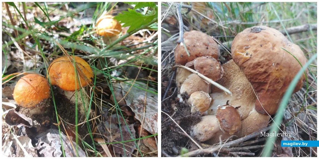 Фото Ольги Конон из Бобруйска.