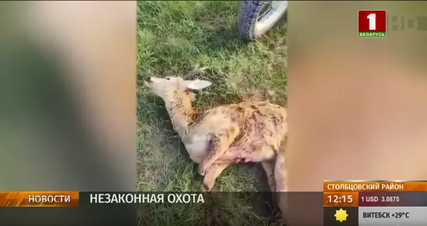Туша косули была найдена в рюкзаке браконьера в Столбцовском районе. Фото: скриншот «Беларусь 1».
