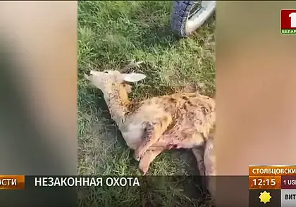 В Столбцовском районе «попался» браконьер с тушей косули в рюкзаке
