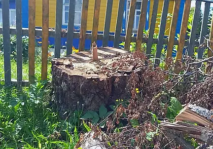 Прокуратура вмешалась – и только тогда в Могилевском районе вырубили аварийные деревья