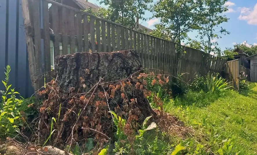 Прокуратура вмешалась – и только тогда в Могилевском районе вырубили аварийные деревья.