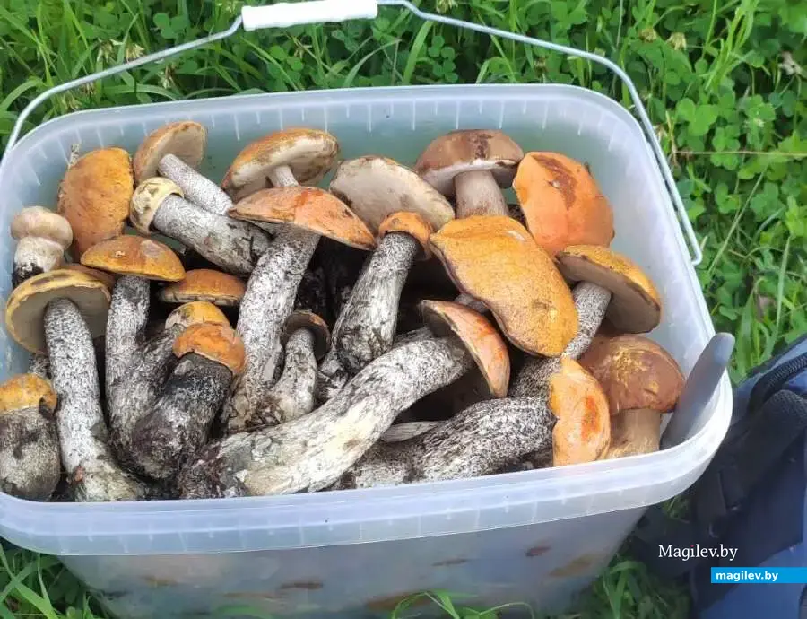 Фото Михаила Валевича из Бобруйска.