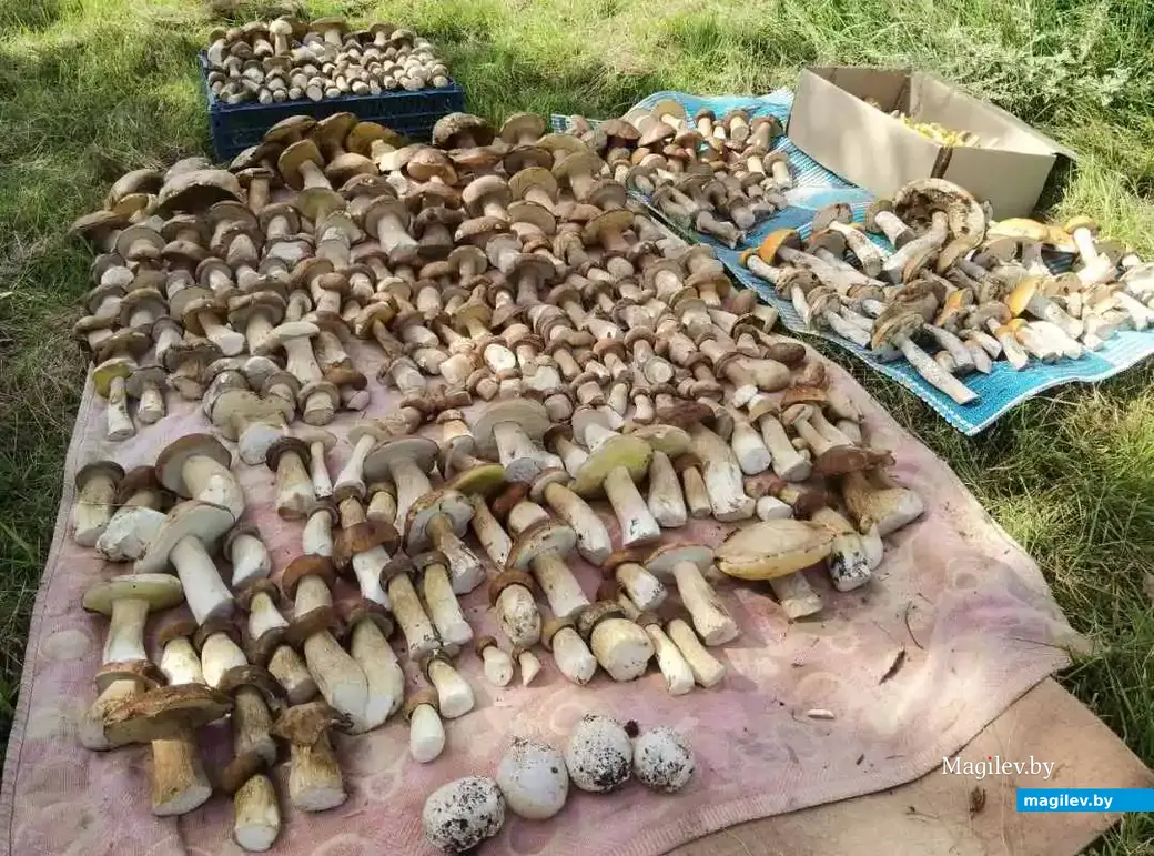 Трофеи Дениса Малашука из г.п. Глуск Могилёвской области.