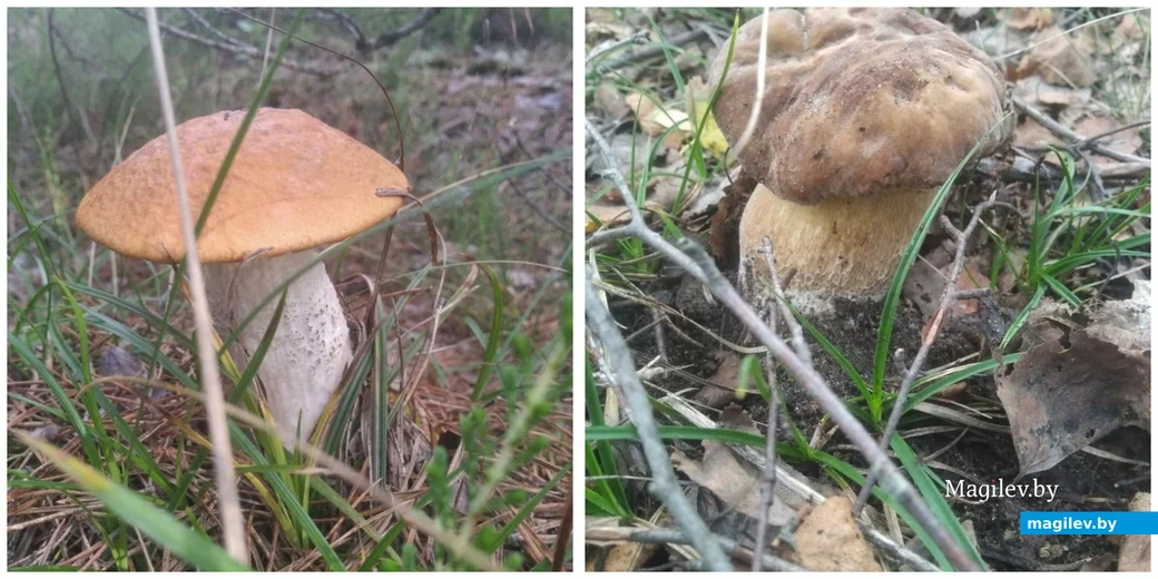 Василий Никитко из Бобруйска.