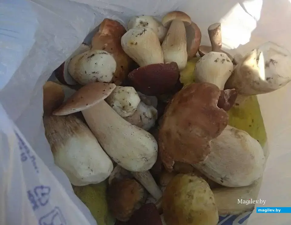 Трофеи Татьяны Барановой из Глуска.