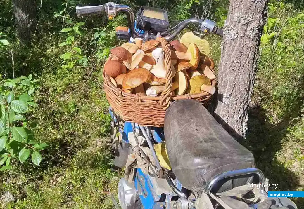 Улов бобруйчанина Никиты Ануфриева.