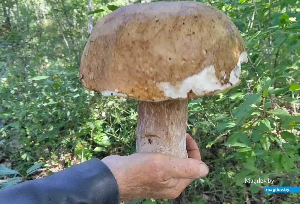 Улов бобруйчанина Никиты Ануфриева.