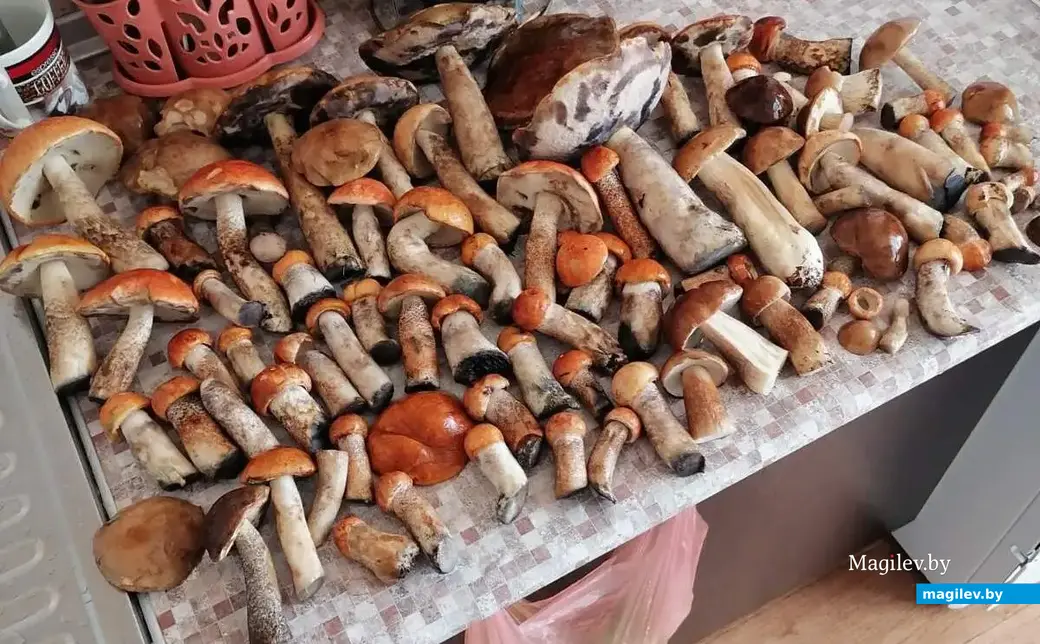 Фото бобруйчанина Александра Семенова.