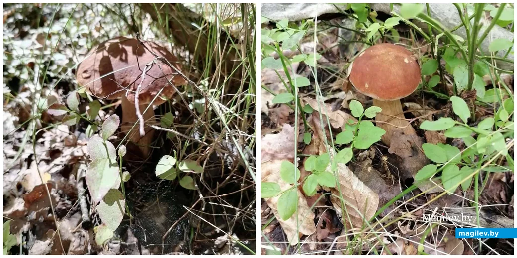 Евгения Роголевича из Бобруйска.