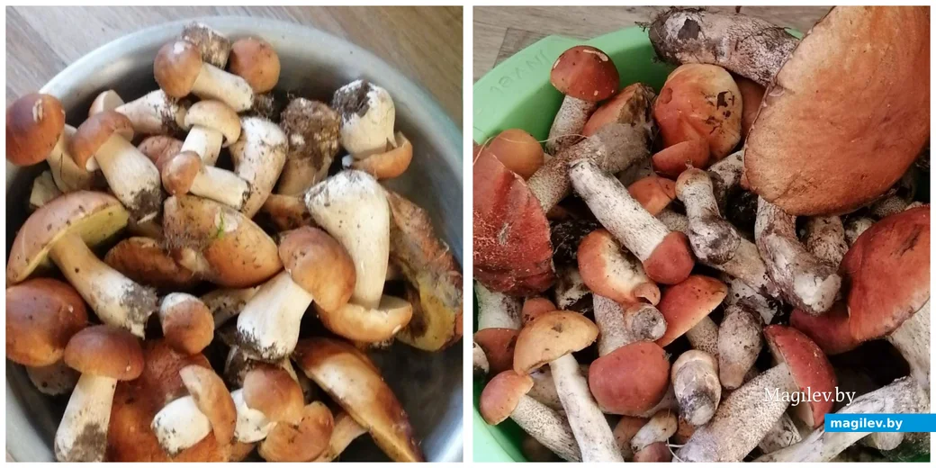 Улов бобруйчанина Никиты Ануфриева.