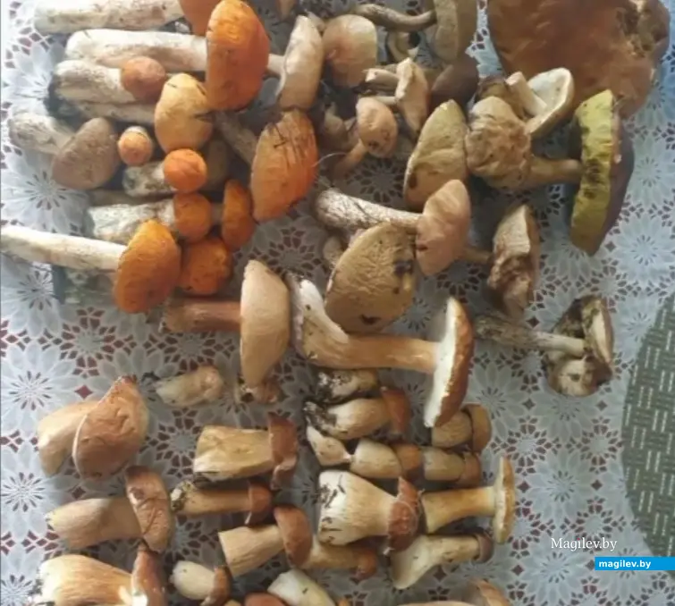 Улов Андрея Нагибова.