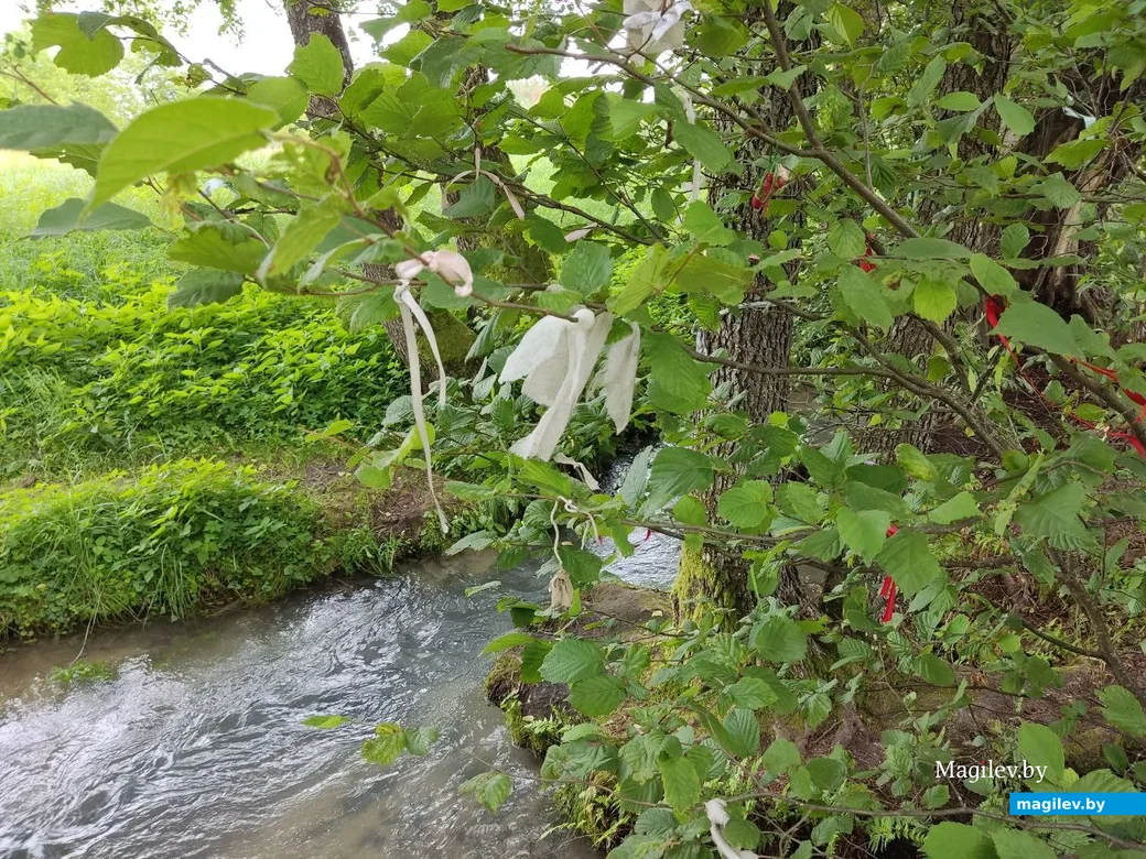 Голубая криница, Славгородский район. 22.07.2023 г