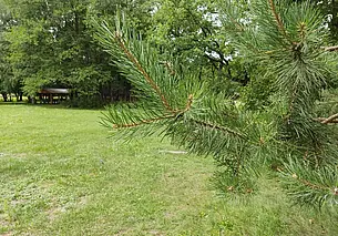 Хорошая новость для любителей «тихой охоты»: ходить в лес на Могилевщине можно везде