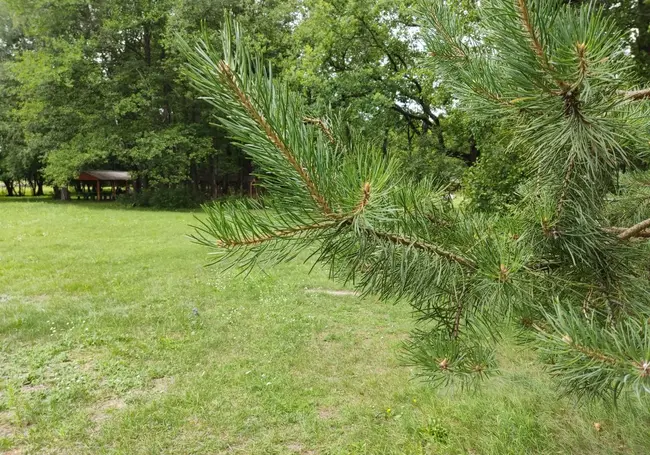 Хорошая новость для любителей «тихой охоты»: ходить в лес на Могилевщине можно везде