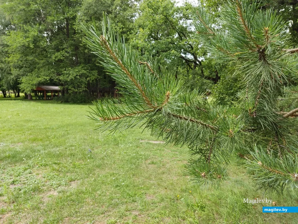 Голубая криница, Славгородский район. 22.07.2023 г
