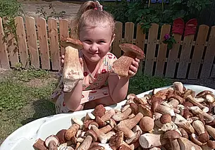 Ванна боровиков и пенек с «многодетным семейством»