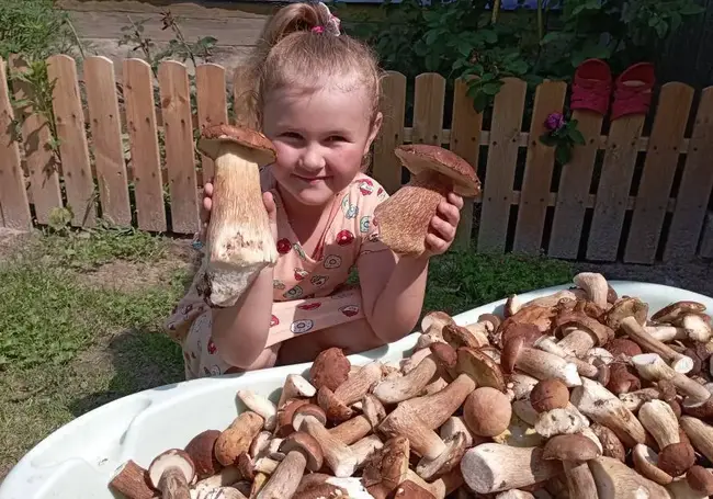 Ванна боровиков и пенек с «многодетным семейством». Наш фотоконкурс «Грибалка удалась!» продолжается