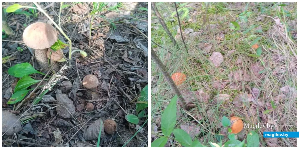 Фото Дарьи Тереховой из Бобруйска.