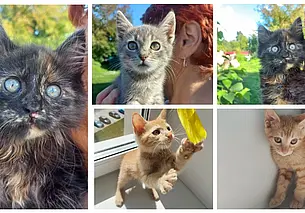 Собака с трудной судьбой, красавица Ангела и котята без кличек: кто ищет хозяина в Могилеве