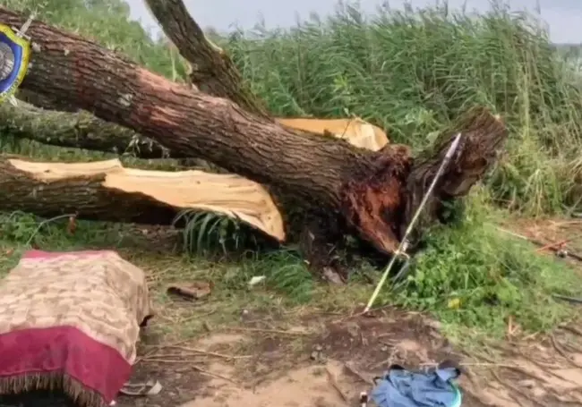 На Минщине снова трагедия из-за непогоды. Упавшим деревом насмерть придавило мужчину