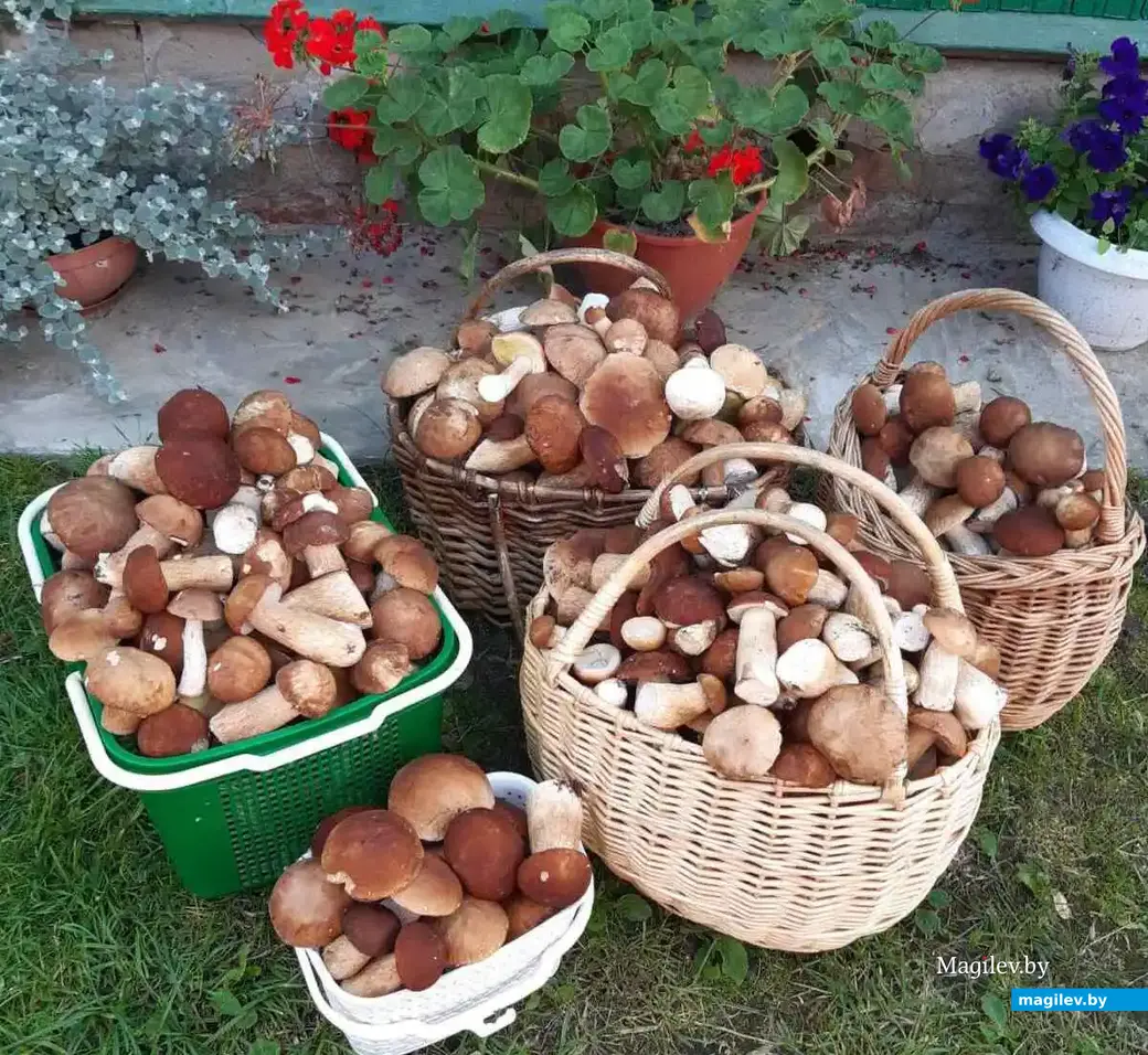 Фото Ирины Скрыган из Бобруйска.