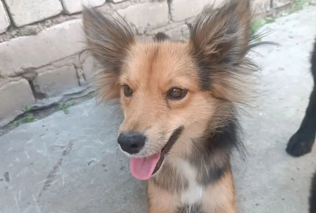 Маленькая собачка без клички.