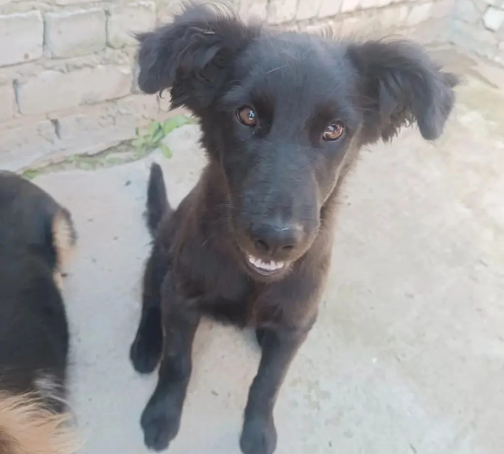 Щенок маленькой собаки без клички.