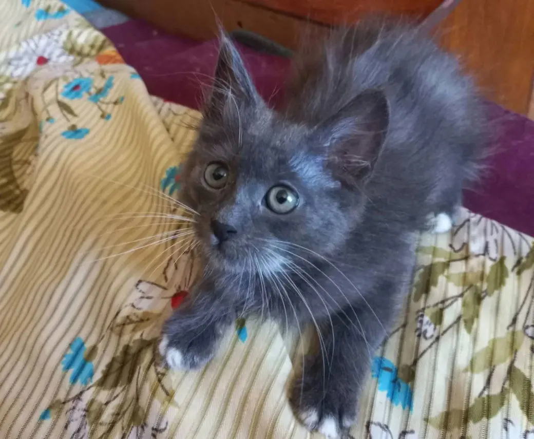 Милый домовенок.