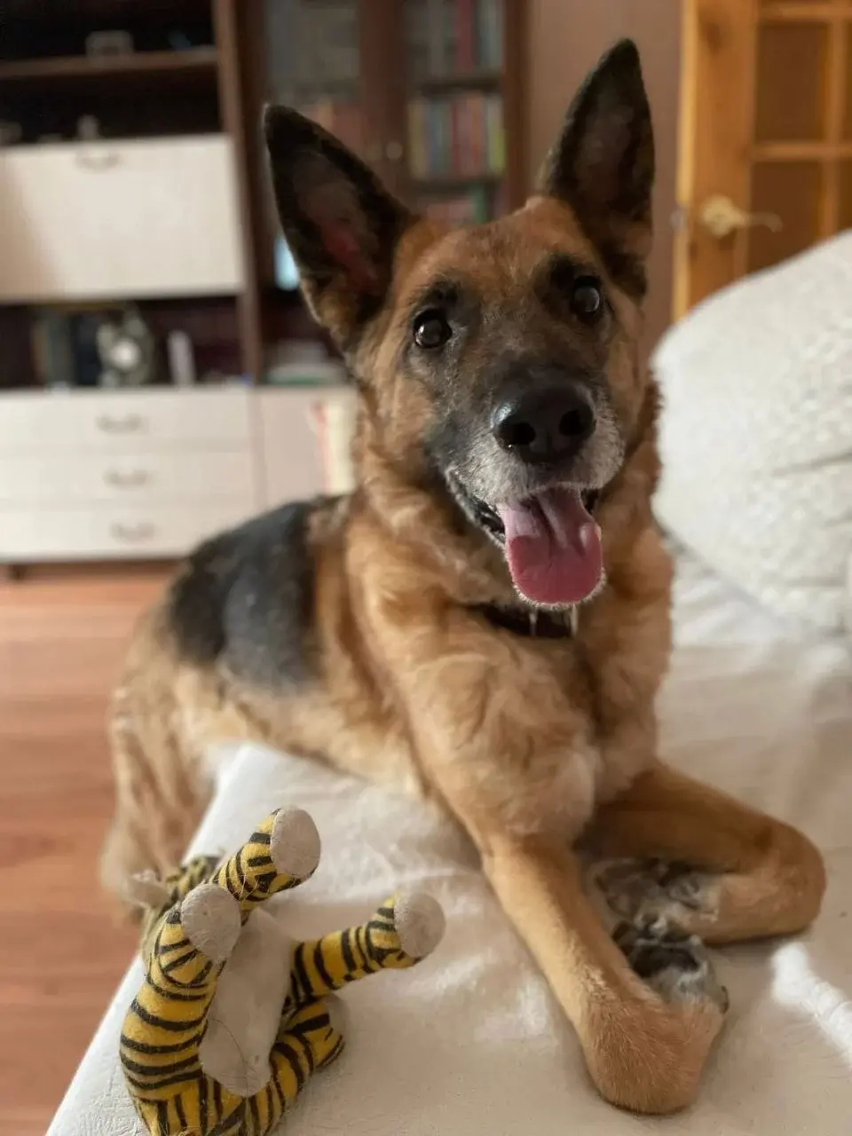 Собака в Большой буквы.