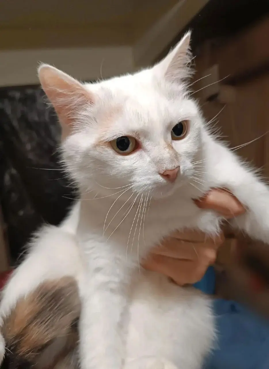 Красавица Ангела.