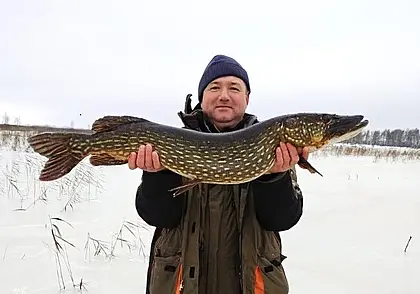 18 щук за одну рыбалку! Зимние рекорды бобруйских рыбаков