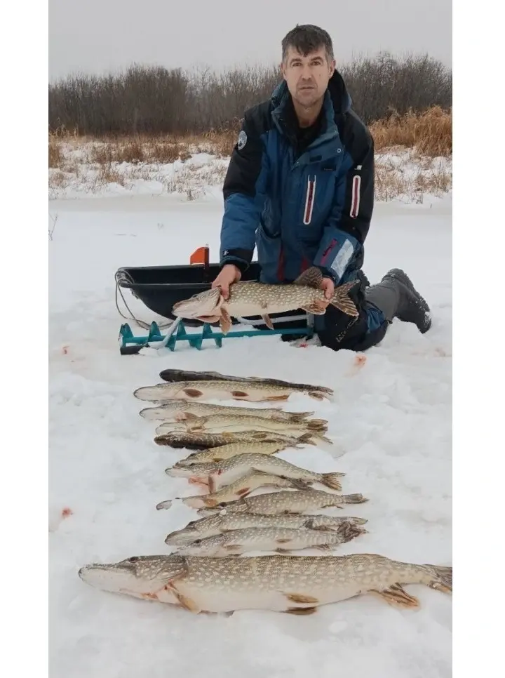 2023. Декабрьские щуки Игоря Белиалова , выловленные на одной из стариц Днепра. 21 кг!