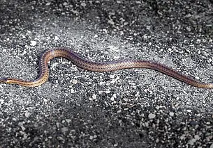 Что делать, если укусила змея: пошаговая инструкция