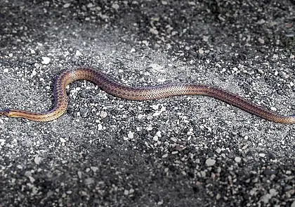 Что делать, если укусила змея: пошаговая инструкция