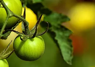 Что сделать, чтобы томаты быстро покраснели на кусту: дачные хитрости