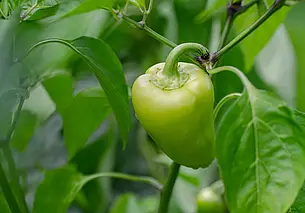 Перец на грядке крупный, толстостенный, но не краснеет. Почему?