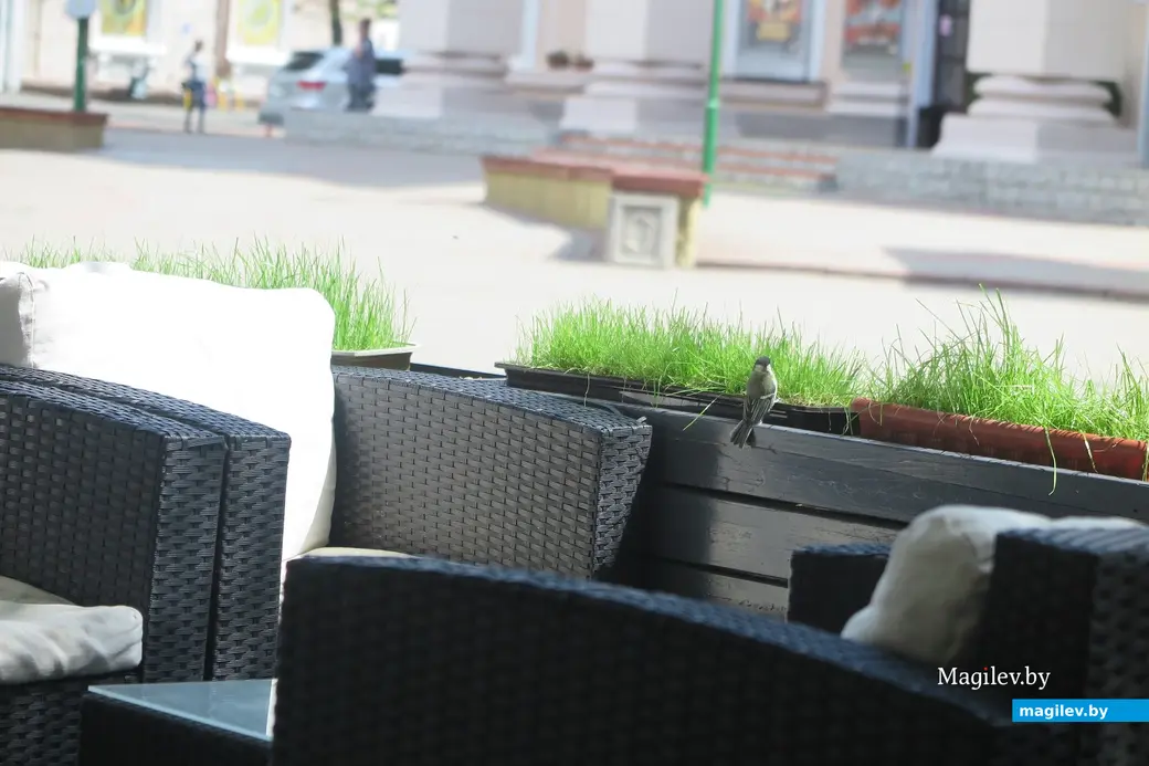 Июль 2023 г. Могилев, рестобар «Колетт». Видите птичку-виртуоза?