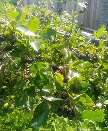 Черноплодная рябина.