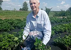 Какие новые сорта клубники выбрать для посадки на своем участке в августе? Узнали в белыничском питомнике саженцев ягодных культур