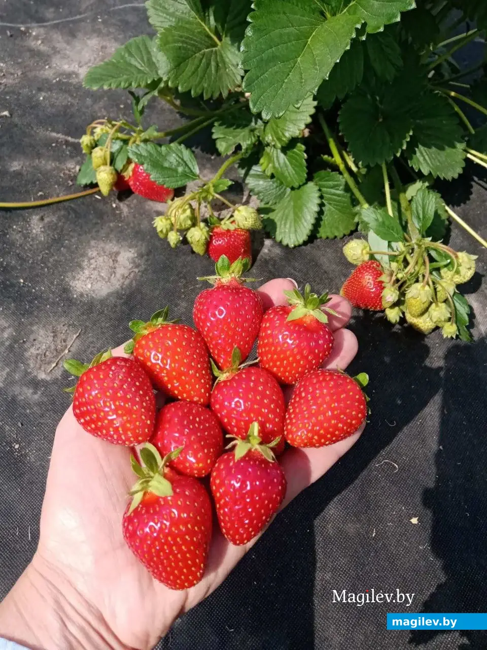 Клубника «Дульсинея», итальянский сорт. Белыничский питомник саженцев и рассады ягодных культур.