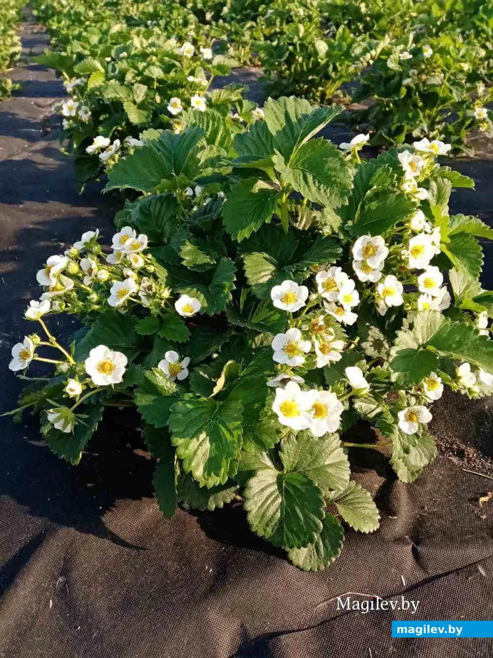 Российский сорт клубники «Купчиха» в цвету. Белыничский питомник саженцев и рассады ягодных культур.