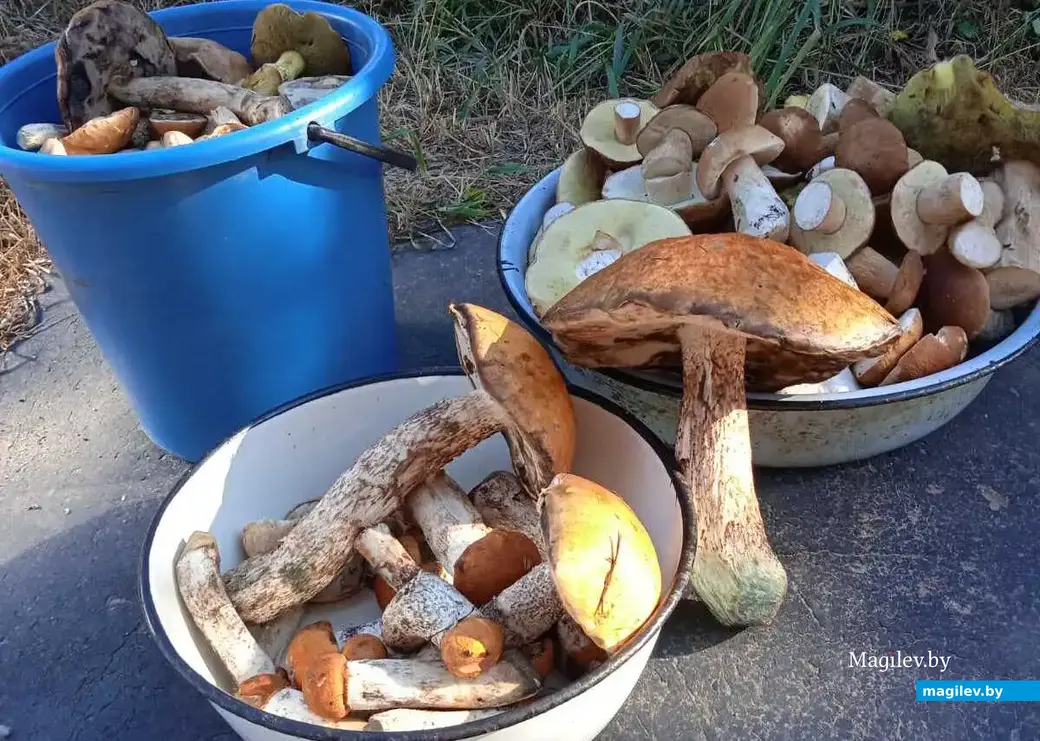 Улов Ольги Фесько из Кличева.