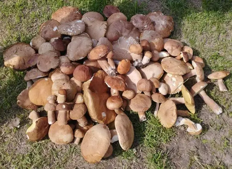 Трофеи Дарьи Белявской из Бобруйска.