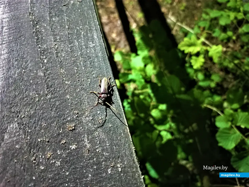 Чечевичи, Чигиринское водохранилище, август 2023 г.