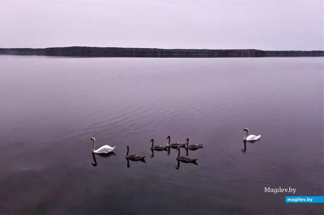 Чечевичи, Чигиринское водохранилище, август 2023 г.