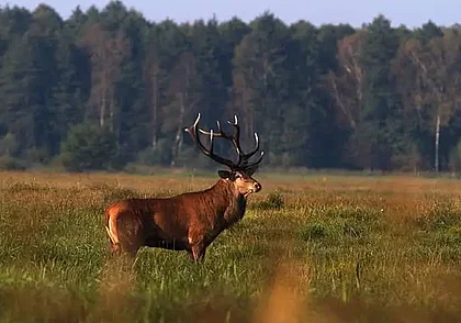 В Беларуси открывается сезон охоты на лося, оленя и лань
