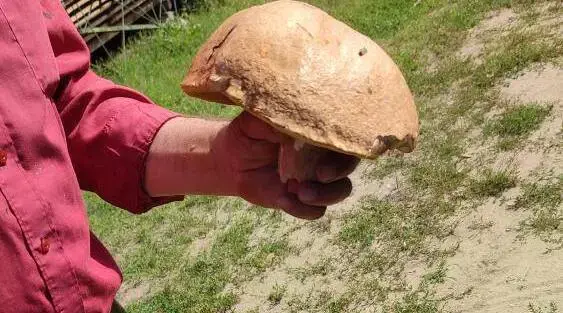 Улов Николая Матюшева из деревни Мирадино Бобруйского района.